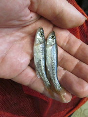 Clinostomus funduloides