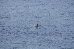 Phoca vitulina