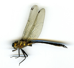 Somatochlora elongata