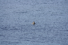 Phoca vitulina