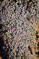 Euphorbia polycarpa polycarpa