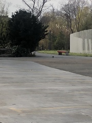 Amaurornis phoenicurus