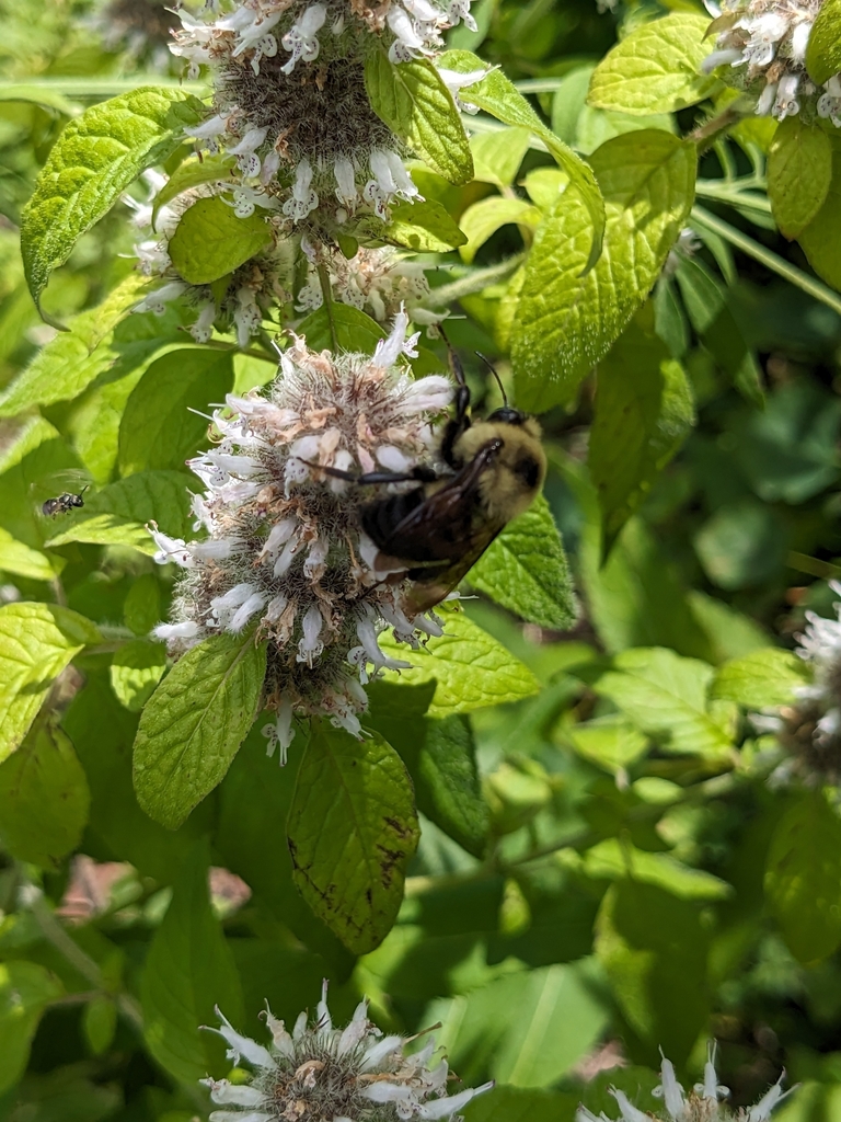 Brown-belted Bumble Bee in July 2023 by Colleen Burgess Crank. Sbee ...