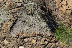 Euphorbia polycarpa polycarpa