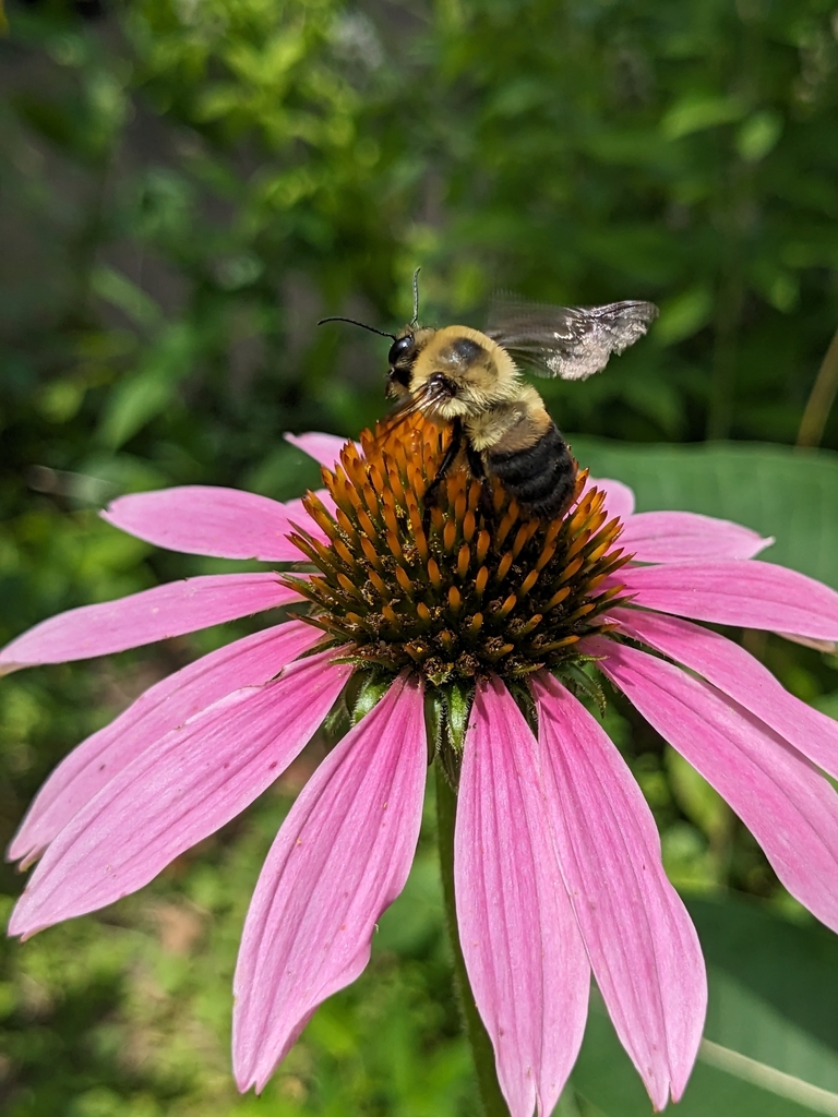 Brown-belted Bumble Bee in July 2023 by Colleen Burgess Crank. Sbee ...