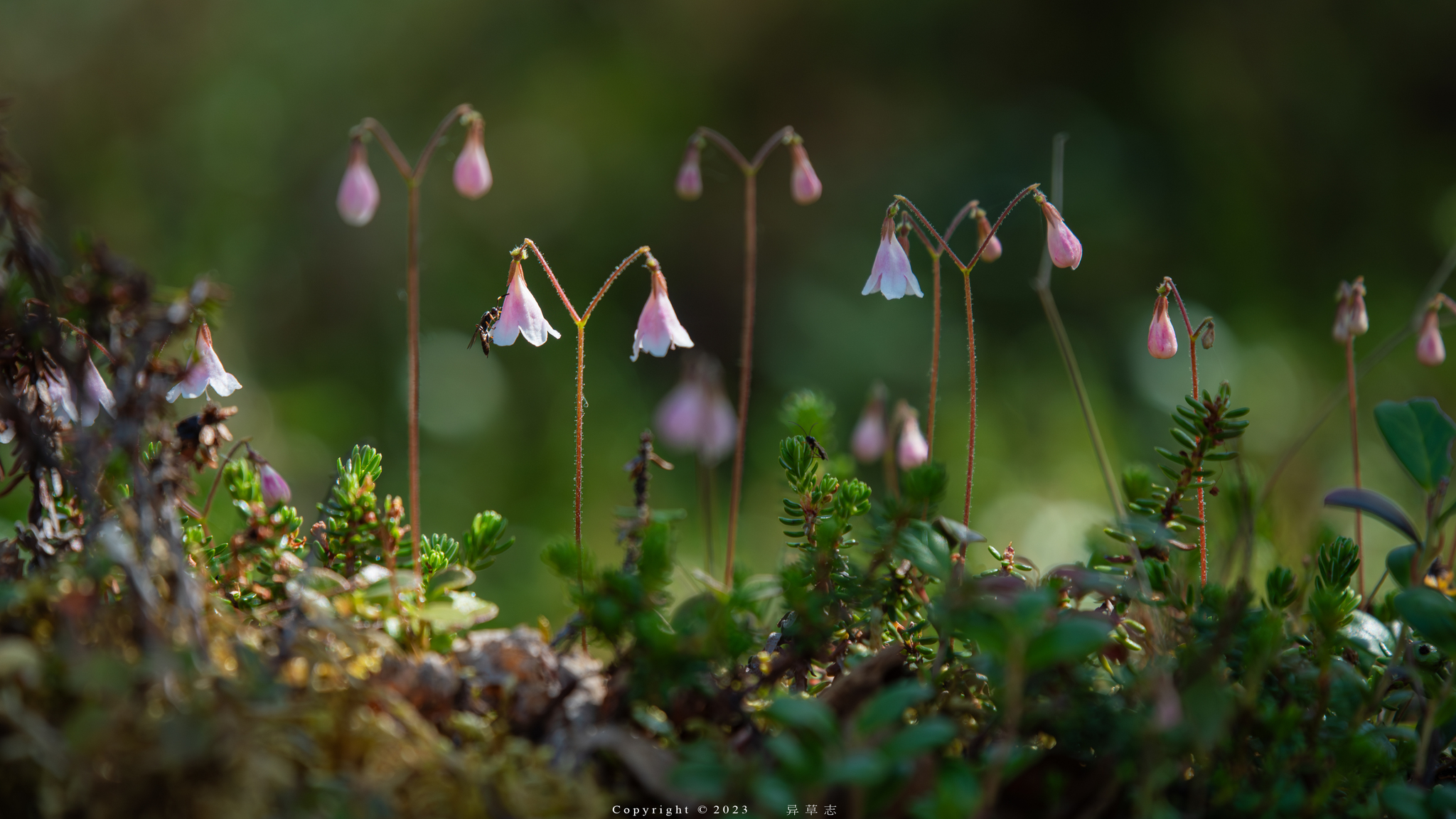 Linnaea borealis
