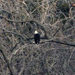 Haliaeetus leucocephalus washingtoniensis