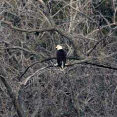 Haliaeetus leucocephalus washingtoniensis