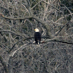 Haliaeetus leucocephalus washingtoniensis