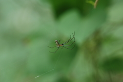 Leucauge blanda