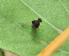 Chrysopilus basilaris