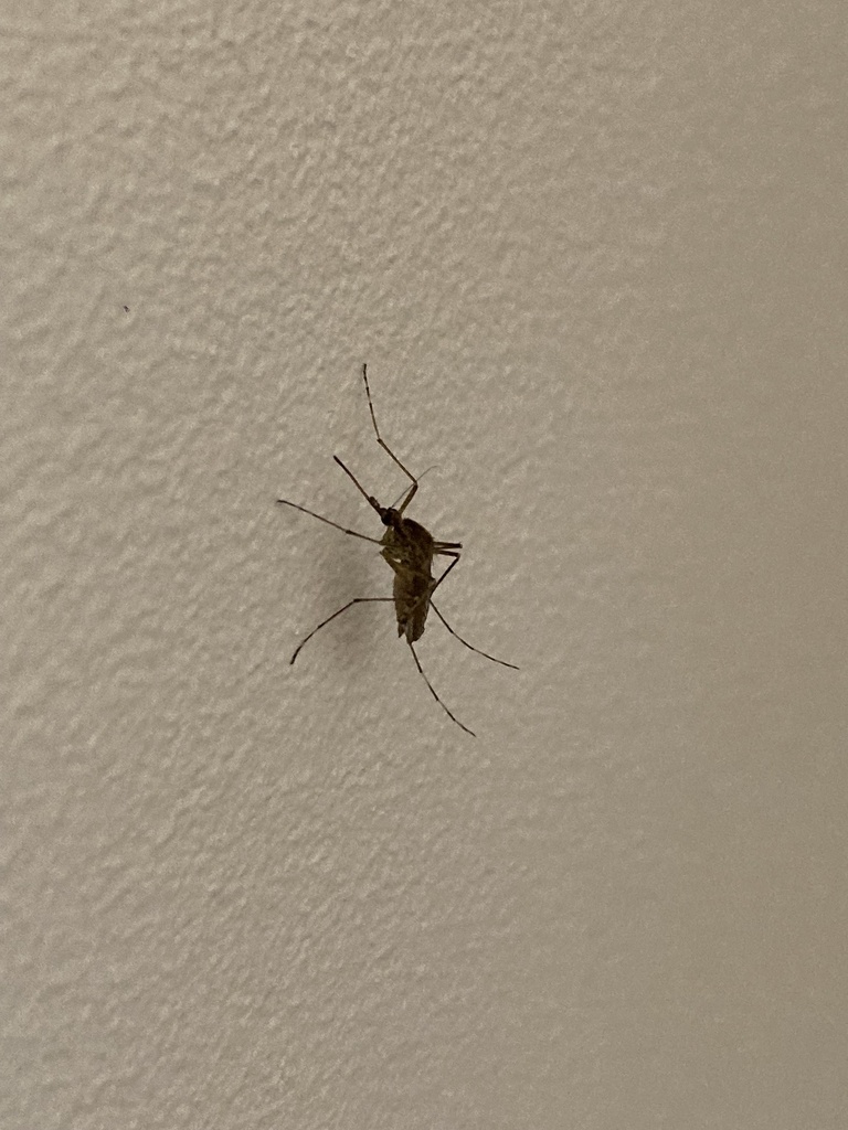 Aedes annulipes