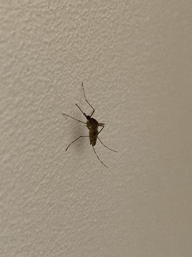 Aedes annulipes