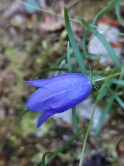 Campanula justiniana, photograph (c) Ljaž, some rights reserved (CC BY)