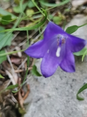 Campanula justiniana, photograph (c) Ljaž, some rights reserved (CC BY)