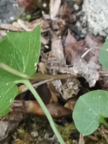 Campanula justiniana, photograph 6