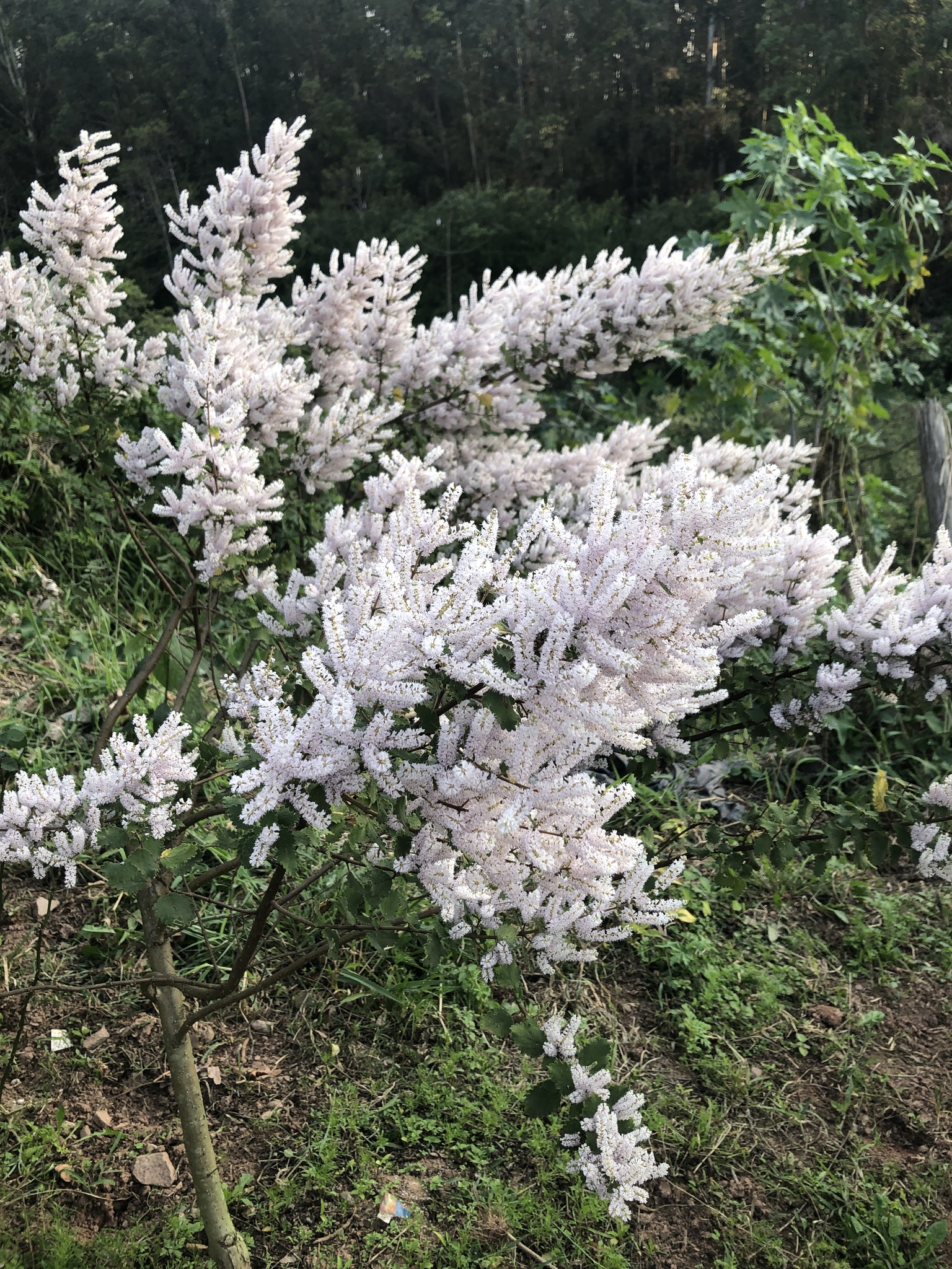 Tetradenia riparia