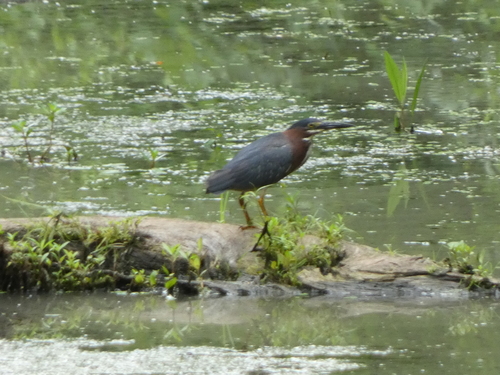 Green Heron photographed in Kansas