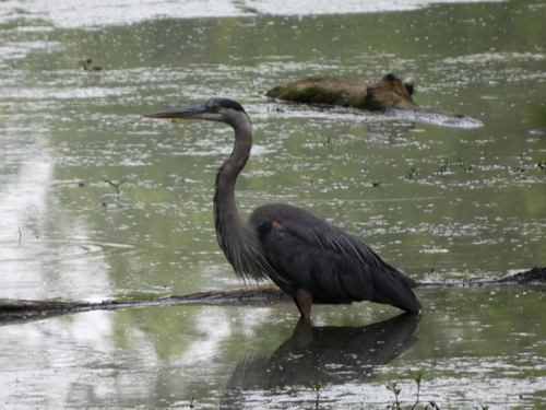 Great Blue Heron photographed in Kansas