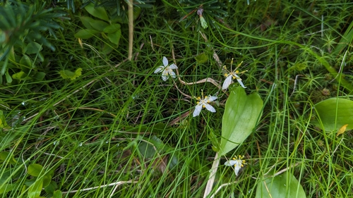 Coptis trifolia iNaturalist observation