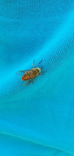Golden Deer Fly photo 3