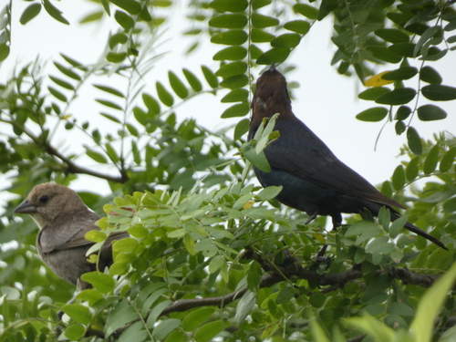 Brown-headed Cowbird photographed in Kansas