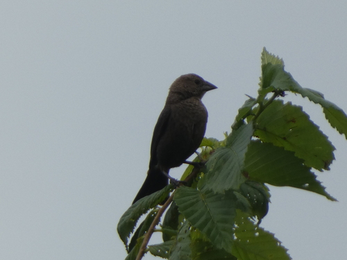 Brown-headed Cowbird photographed in Kansas