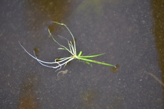 Littorella uniflora