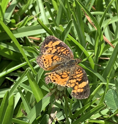 Pearl Crescent photographed in Georgia