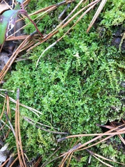 Plagiomnium drummondii