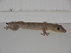 Gekko smithii