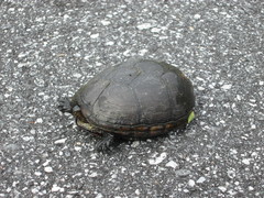 Kinosternon subrubrum subrubrum