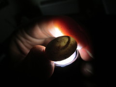 Sceloporus undulatus