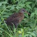King × Clapper Rail - Photo (c) Jimmy Bryan, some rights reserved (CC BY-NC), uploaded by Jimmy Bryan