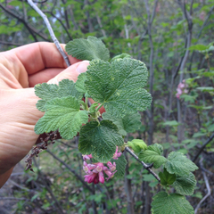 Ribes malvaceum viridifolium