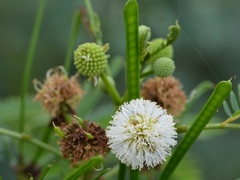 Leucaena leucocephala