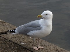 Larus argentatus argentatus