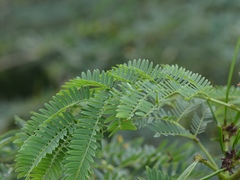 Leucaena leucocephala