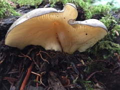Sarcomyxa serotina image
