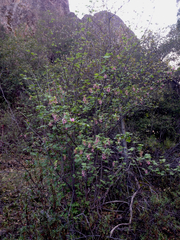 Ribes malvaceum viridifolium