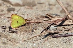 Colias interior image
