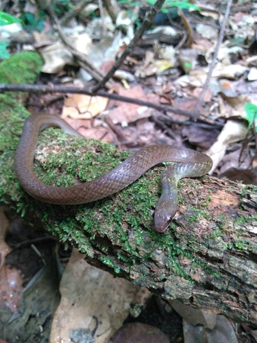 Photo of a Erythrolamprus macrosomus (Erythrolamprus macrosomus)