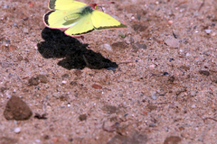 Colias interior image