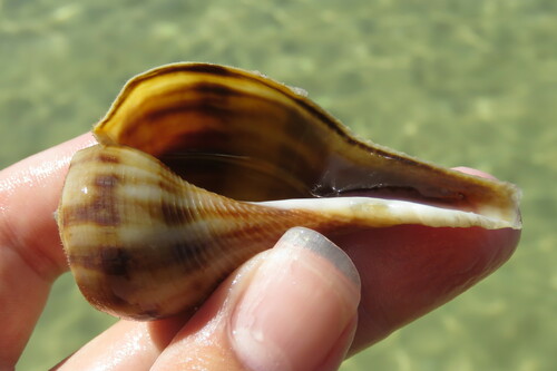 Florida Pear Whelk