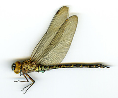 Rhionaeschna obscura