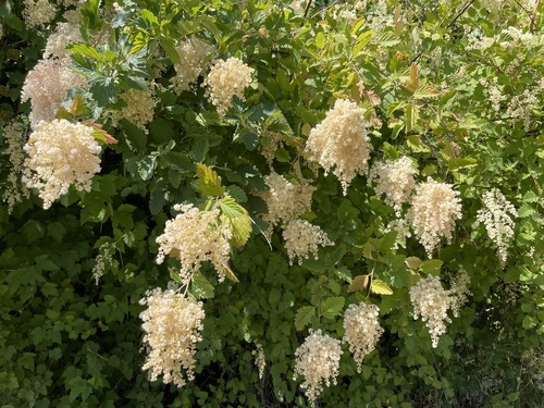 Holodiscus discolor