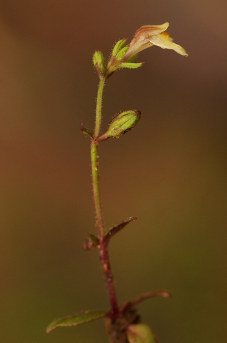 Crepidorhopalon rupestris image