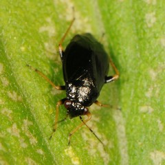 Slaterocoris