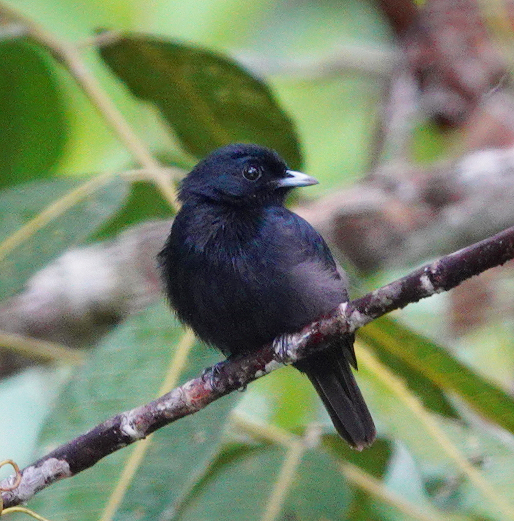 Black Manakin (Xenopipo atronitens), photo 3