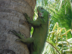 Iguana delicatissima